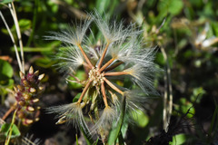 Hypochaeris tropicalis