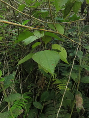 Miconia caudata