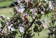 Cadeguala occidentalis