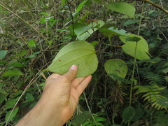 Miconia caudata