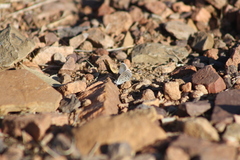 Icaricia lupini texanus