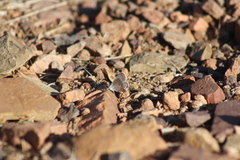 Icaricia lupini texanus