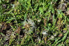 Hypochaeris tropicalis