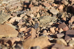 Icaricia lupini texanus