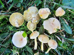 Hygrophorus lucorum