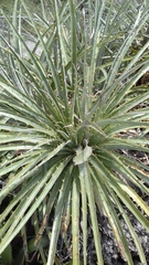 Puya aequatorialis
