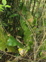 Anthurium caucavallense