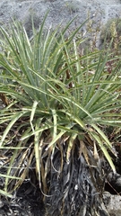 Puya aequatorialis