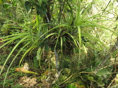 Tillandsia elongata