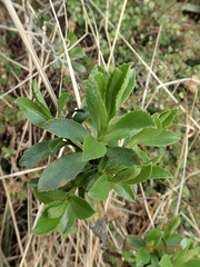 Traversia baccharoides