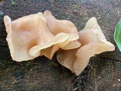 Auricularia