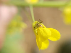 Misumenops temibilis