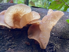 Auricularia