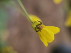 Misumenops temibilis