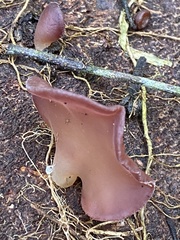 Auricularia