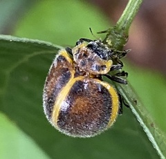 Epilachna circumcincta