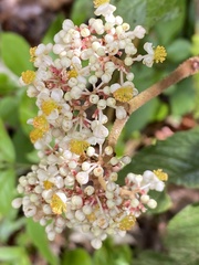 Tracheophyta