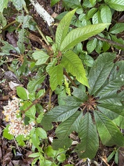 Tracheophyta