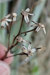 Traversia baccharoides