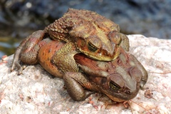 Rhinella arenarum