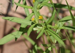 Melampodium strigosum