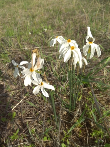 Narcissus deficiens, photograph 6