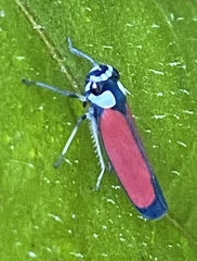 Cicadellini