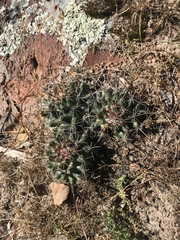 Coryphantha octacantha