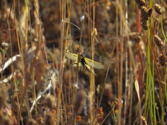 Libelloides longicornis