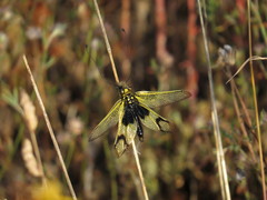 Libelloides longicornis