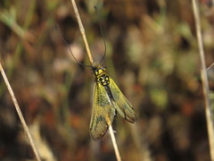 Libelloides longicornis