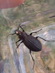 Carabus maeander
