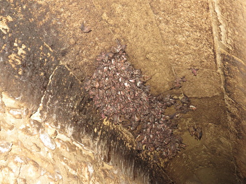 Lesser Mouse-eared Bat