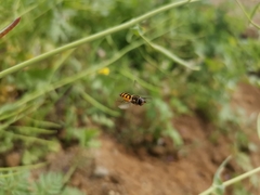 Syrphus octomaculatus
