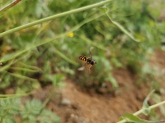 Syrphus octomaculatus