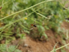 Syrphus octomaculatus
