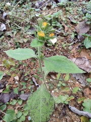 Sigesbeckia pubescens