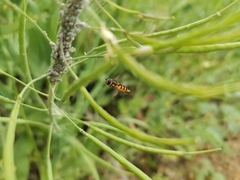 Syrphus octomaculatus