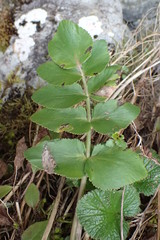 Gingidia montana