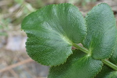 Gingidia montana