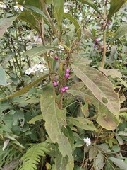Callicarpa bodinieri