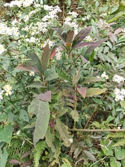 Callicarpa bodinieri