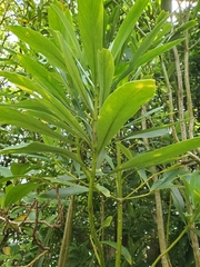 Pseudopanax chathamicus