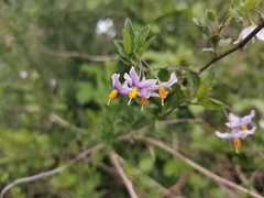 Solanum valdiviense