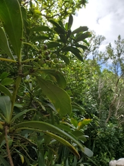 Pseudopanax chathamicus