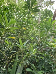 Pseudopanax chathamicus