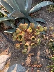 Aeonium arboreum arboreum