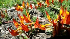 Lotus berthelotii
