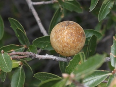 Amphibolips trizonata