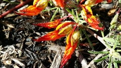 Lotus berthelotii